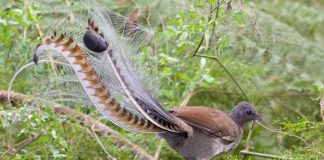 Este pájaro de Australia imita a la perfección el llanto de un bebé humano