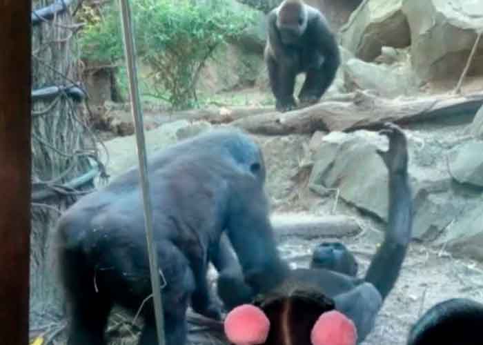 ¡Peculiar sorpresa! Gorilas sorprenden a visitantes teniendo amoroso encuentro