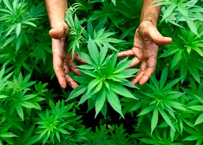 Opiniones cruzadas en Panamá por aprobación del uso medicinal de la marihuana.