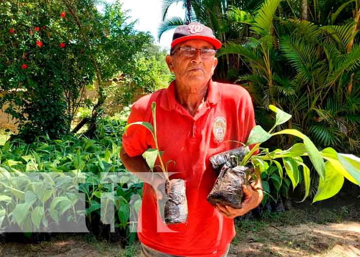 Entrega de in vitro de plátanos a productores de Ciudad Antigua