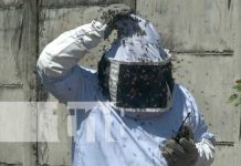 Bomberos trabajaron varias horas exterminado un enjambre de abejas en Managua