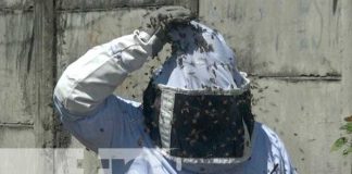 Bomberos trabajaron varias horas exterminado un enjambre de abejas en Managua