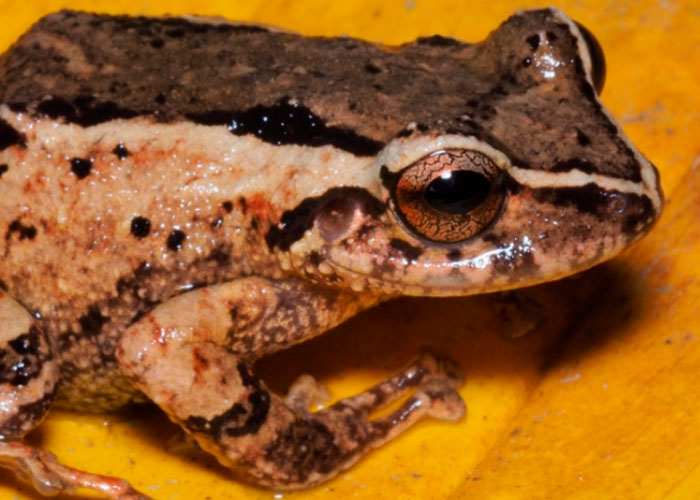 Descubren nueva especie de rana en la ciudad ecuatoriana de Loja