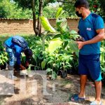 Entrega de in vitro de plátanos a productores de Ciudad Antigua