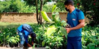 Entrega de in vitro de plátanos a productores de Ciudad Antigua