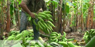 Cosecha de plátano comienza a salir en la Isla de Ometepe