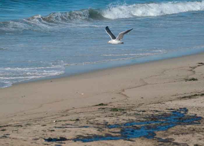 “Desastre ecológico” derrame de 126,000 galones de petróleo en la costa de California