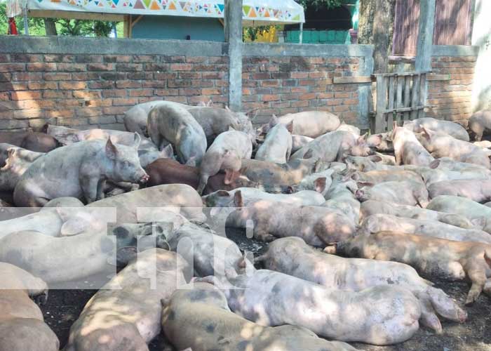 Entregan cerdas para fortalecer la producción porcina en Tipitapa