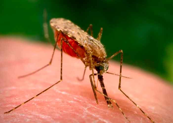 La malaria, que es transmitida por un mosquito, puede contraerse varias veces en la vida 