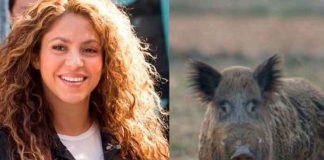 Shakira y su hijo fueron atacados por jabalíes en un parque de Barcelona