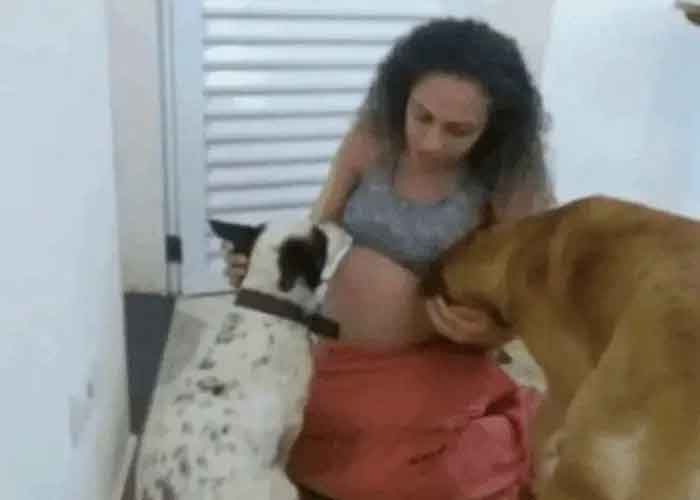 Pitbull mata a gemelas de mujer tras luchar 9 años para tener hijos