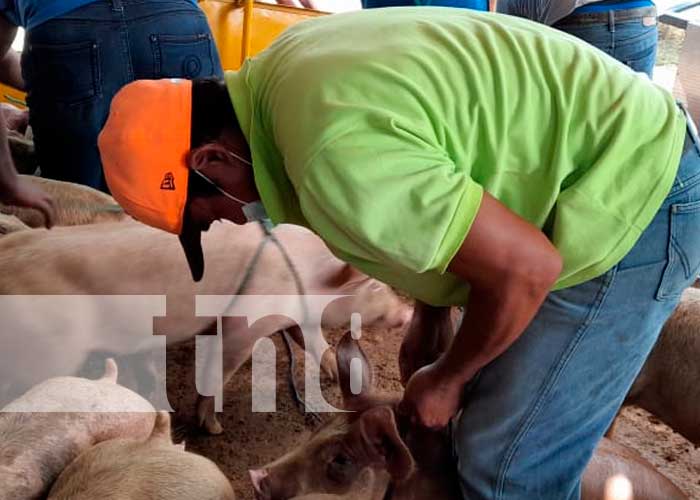 INTA hace entrega de 45 cerdos para las familias emprendedoras de Nandaime