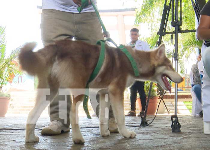 Próxima feria de mascotas en el Parque Japonés de Managua