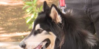 Próxima feria de mascotas en el Parque Japonés de Managua