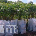 INTA presenta variedad de yucas a productores de Nicaragua