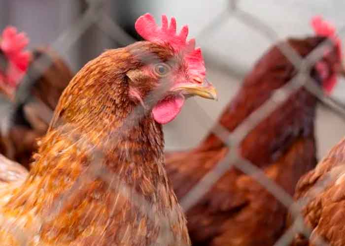 Detectan nuevo caso de gripe aviar en humanos