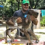 Extraña ternera de dos cabezas que nació en Chontales