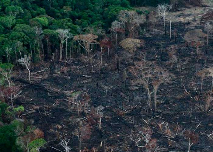 Deforestación en la Amazonia brasileña alcanza cifra récord 