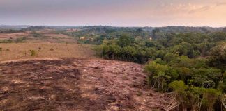 Deforestación en la Amazonia brasileña alcanza cifra récord