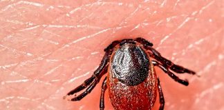 Vacuna contra la enfermedad de Lyme es probada en conejillos de Indias