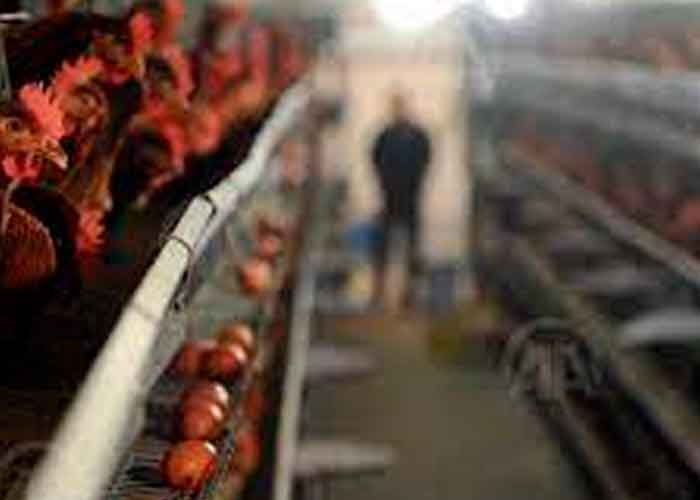 Más de 36 mil animales sacrificados por brote de gripe aviar en Países Bajos