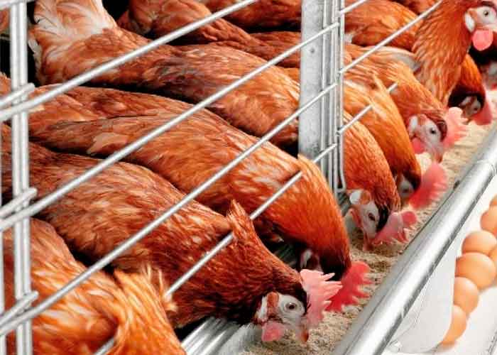 Más de 36 mil animales sacrificados por brote de gripe aviar en Alemania
