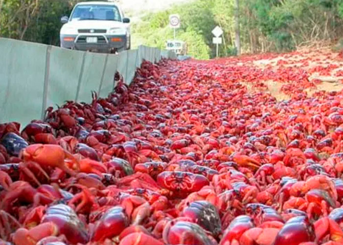 ¿Plagas bíblicas? Cangrejos caníbales invaden las carreteras en Australia