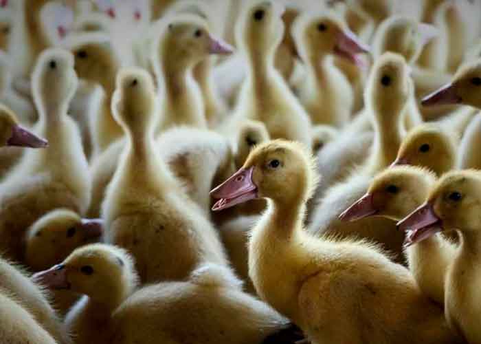 Identifican una variante altamente patógena de la gripe aviar en un ganso en Europa y Asia