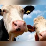 Investigan dos casos sospechosos de vacas locas en humanos en Brasil