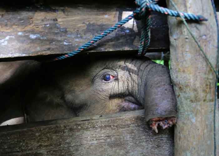 Pequeño elefante muere después de perder la mitad de su trompa en Indonesia