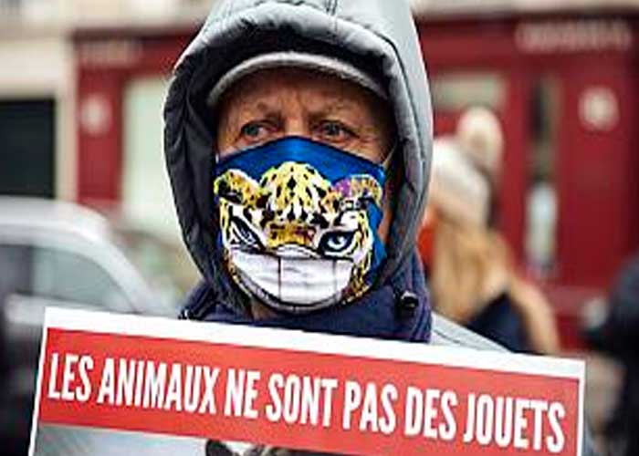 Francia prohibirá la venta de perros y gatos para el 2024