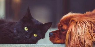 Francia prohibirá la venta de perros y gatos para el 2024