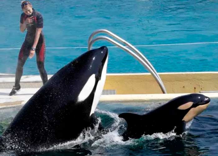 Delfinarios en Francia ya no podrán poseer estos cetáceos
