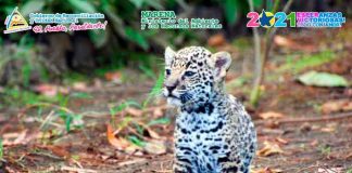 Rescatan jaguar en Mulukukú