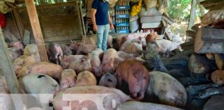 Bonos de cerdas entregados en Jinotega