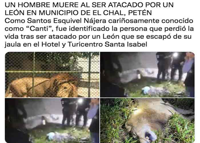 Sacrifican a león que escapó de su jaula y mató a su cuidador, Guatemala