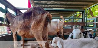 Exposición del INTA sobre ovinos y caprinos en Nicaragua