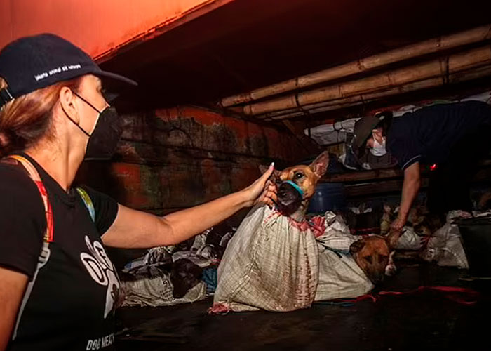 Rescatan a 53 perritos que eran transportados a matadero en Indonesia