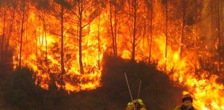 Los incendios forestales a nivel global marcan récord de carbono emisiones