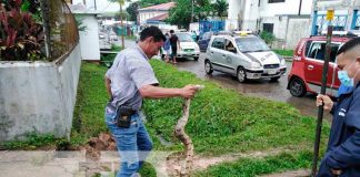 Serpiente alarmó a pobladores de un barrio de Bluefields