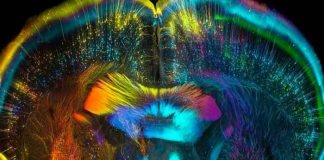 Aumento de consumo de LSD y hongos alucinógenos