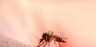 Pandemia de covid-19 es responsable de aumento de muertos por malaria