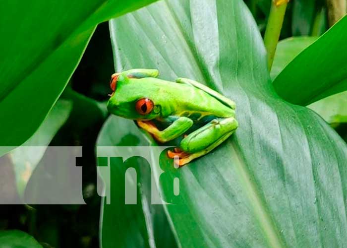 Zoocriadero de ranas ojos rojos en Jinotega