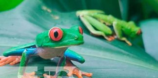 Zoocriadero de ranas ojos rojos en Jinotega