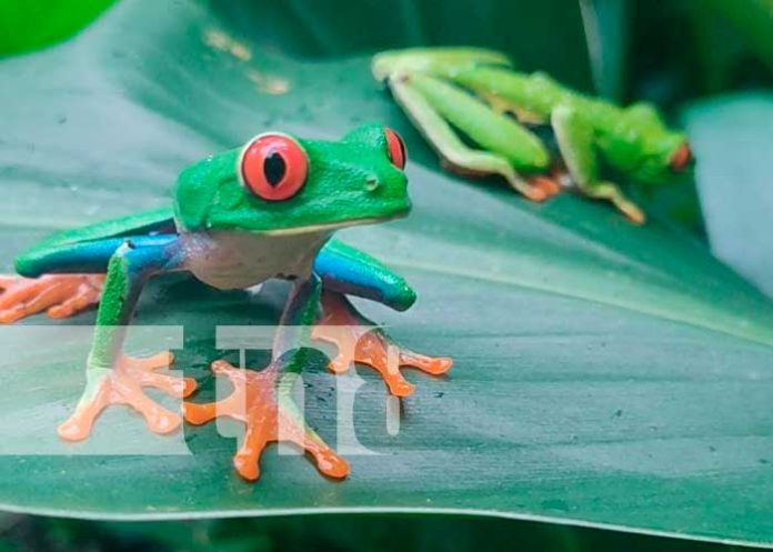 Zoocriadero de ranas ojos rojos en Jinotega