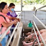 León avanza en el "Programa de Inseminación Porcina"