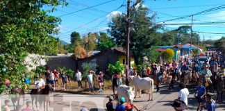 Realizan tradicional tope de toros en Diriomo