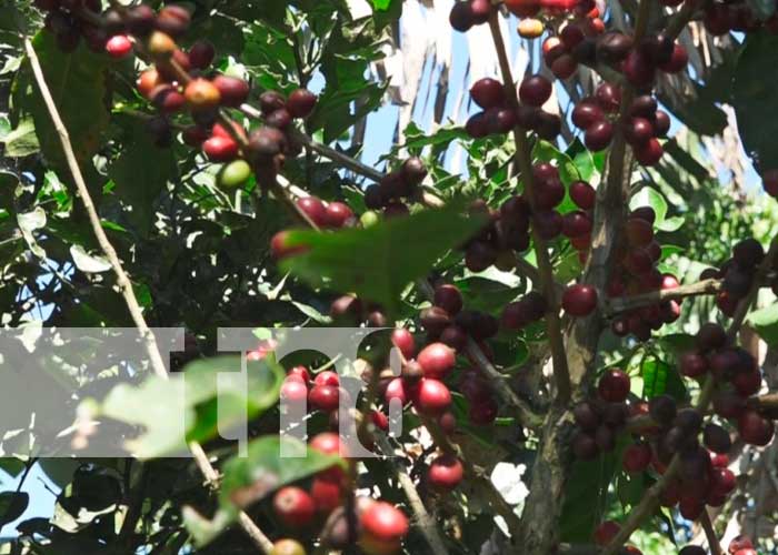 Expo café una de las oportunidades para productores de Estelí