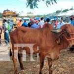 Realizan en Tipitapa Expo Feria Departamental Bovina Genética