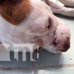 Canino recibe múltiples heridas por un sujeto en Juigalpa